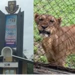 OAU LION INCIDENT